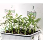 Répa Nantese Allyance F1 palánta 12 db-os tápkockás