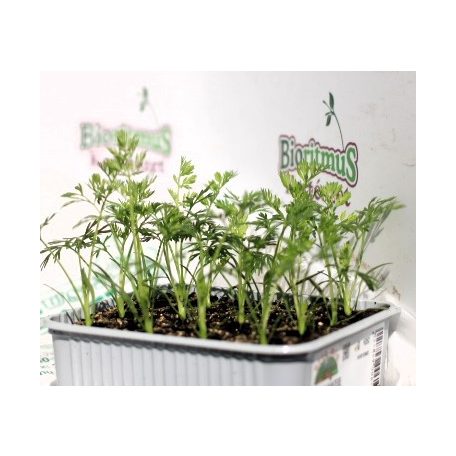 Répa Nantese Allyance F1 palánta 12 db-os tápkockás