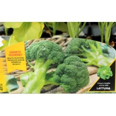 Brokkoli Calabrese Precoce 6-os pack
