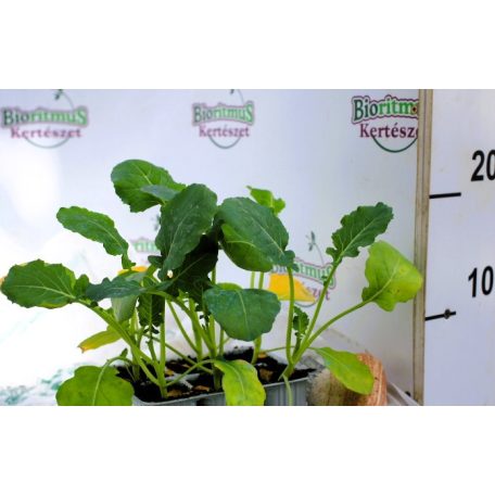 Brokkoli Calabrese Precoce 6-os pack