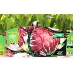 Cikória korai Presto palánta 9 db-os tápkockás