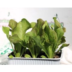 Cikória korai Presto palánta 9 db-os tápkockás