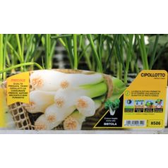 ÚJhagyma Cipollotto palánta 12 db-os tápkockás