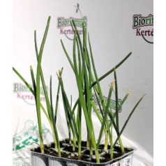 ÚJhagyma Cipollotto palánta 12 db-os tápkockás