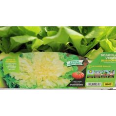   Endívia zöld Bubikopf Stratego palánta 9 db-os tápkockás