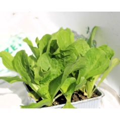   Endívia zöld Bubikopf Stratego palánta 9 db-os tápkockás