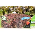 Saláta piros Gentile Redial palánta 9 db-os tápkockás