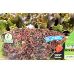 Saláta piros Gentile Redial palánta 9 db-os tápkockás