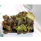 Saláta piros Gentile Redial palánta 9 db-os tápkockás