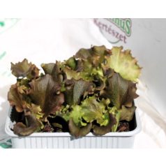 Saláta piros Gentile Redial palánta 9 db-os tápkockás