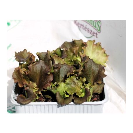 Saláta piros Gentile Redial palánta 9 db-os tápkockás