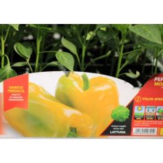 Paprika sárga Mohay F1 palánta 6 db-os tápkockás