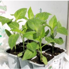 Paprika sárga Mohay F1 palánta 6 db-os tápkockás