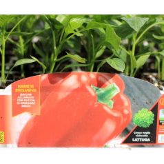 Paprika piros Gagio F1 palánta 6 db-os tápkockás