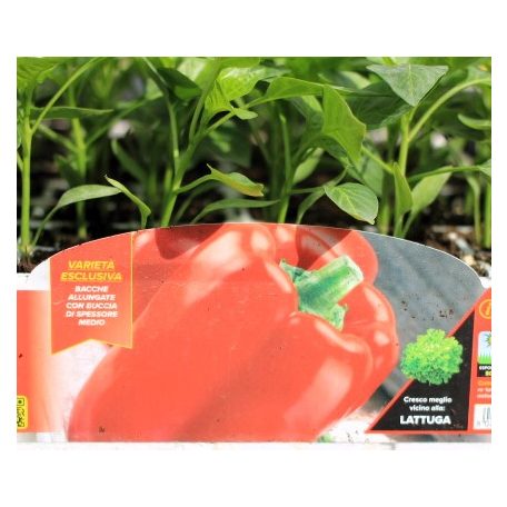 Paprika piros Gagio F1 palánta 6 db-os tápkockás