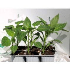 Paprika piros Gagio F1 palánta 6 db-os tápkockás