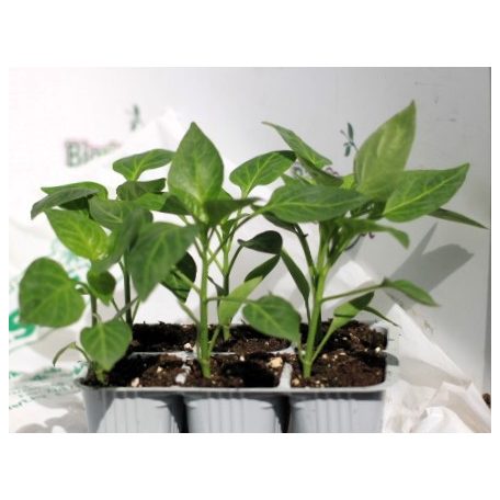 Paprika piros Gagio F1 palánta 6 db-os tápkockás