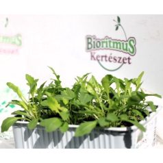 Rukkola Selvatica var. Athena palánta 6 db-os tápkockás