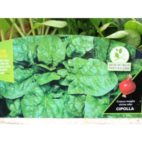 Spenót Semi Bolloso Ricciolo F1 palánta