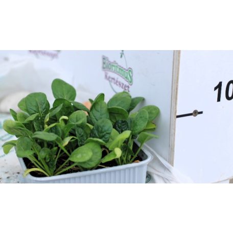 Spenót Semi Bolloso Ricciolo F1 palánta