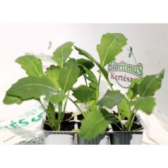 Karalábé fehér Quickstar palánta 12 db-os tápkockás