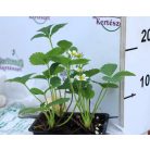 Korai eper Unifera Sandra 4-es pack