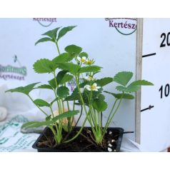 Korai eper Unifera Sandra 4-es pack