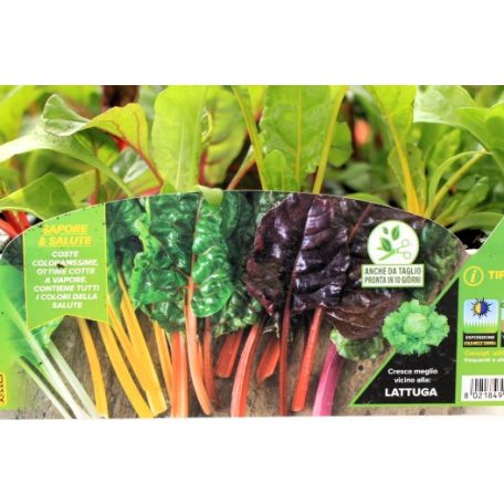 Mángold sokszínű Bright Light F1 palánta