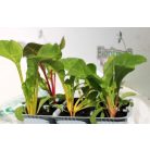 Mángold sokszínű Bright Light F1 palánta