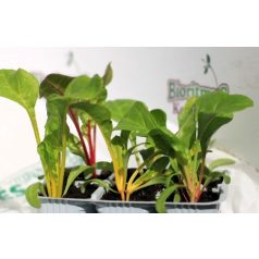 Mángold sokszínű Bright Light F1 palánta