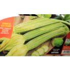 Cukkini fiorentinoi hosszú Orazio F1 palánta