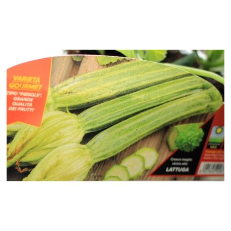 Cukkini fiorentinoi hosszú Orazio F1 palánta