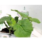 Cukkini fiorentinoi hosszú Orazio F1 palánta