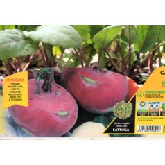 Karalábé lila Ukza F1 palánta 12 db-os tápkockás