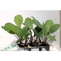 Karalábé lila Ukza F1 palánta 12 db-os tápkockás