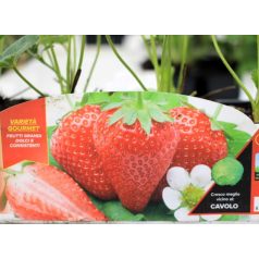 Folytontermő eper Anabelle 4-es pack