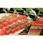 Paradicsom édes cherry Strillo F1 palánt