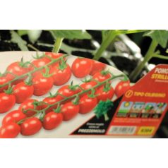 Paradicsom édes cherry Strillo F1 palánt