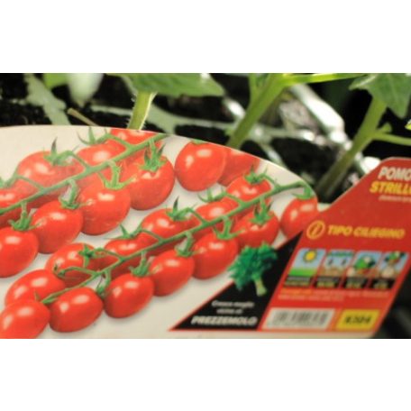 Paradicsom édes cherry Strillo F1 palánt