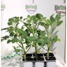 Paradicsom édes cherry Strillo F1 palánt