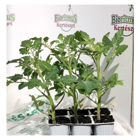 Paradicsom édes cherry Strillo F1 palánt