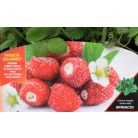 Erdei szamóca (A völgy királynője) di Bosco var. Regina delle Valli 4-es