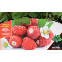   Erdei szamóca (A völgy királynője) di Bosco var. Regina delle Valli 4-es