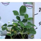 Folytontermő eper Charlotte 4-es pack