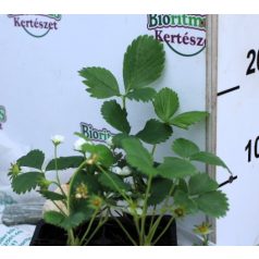 Folytontermő eper Charlotte 4-es pack