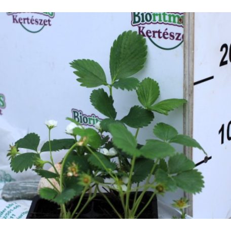 Folytontermő eper Charlotte 4-es pack