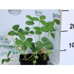 Folytontermő eper Mara des Bois 4-es pac