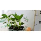 Emészthető pap. Citrine Spartaco palánta