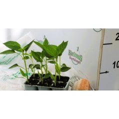 Emészthető pap. Citrine Spartaco palánta