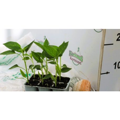 Emészthető pap. Citrine Spartaco palánta